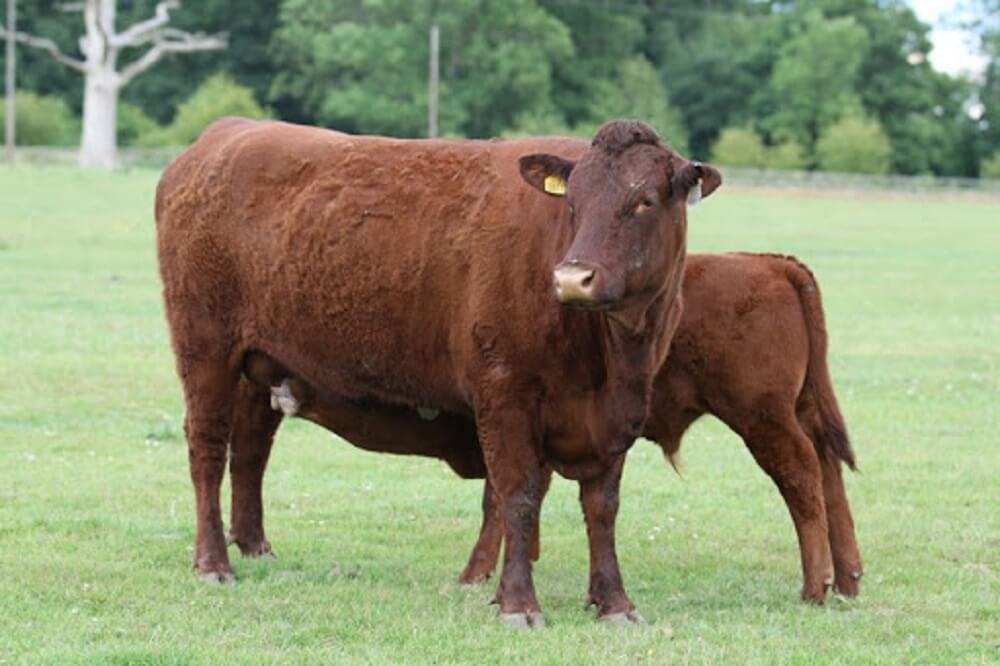 Ruby red cattle