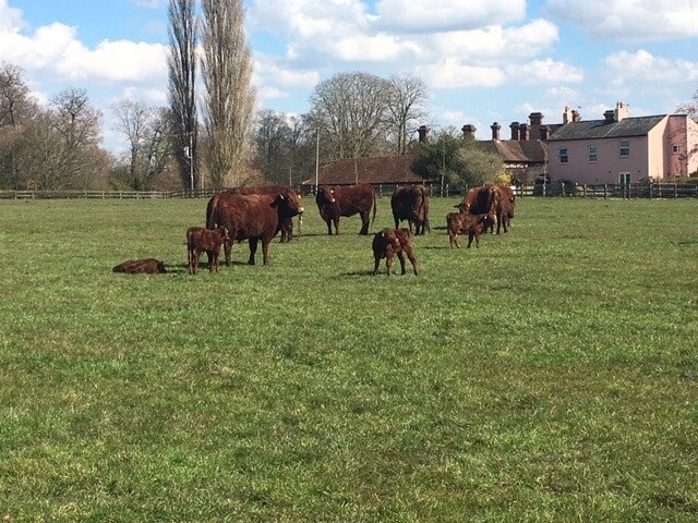 Native Beef cattle at Micklefield Hall