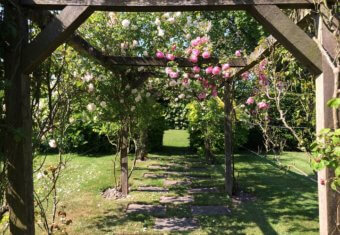 Micklefield Hall wedding venue, rose gardens in full bloom