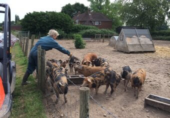 Micklefield Hall farm estate rare breed pigs with Anna Rankin