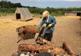 Micklefield Hall farm estate rare breed pigs with Anna Rankin