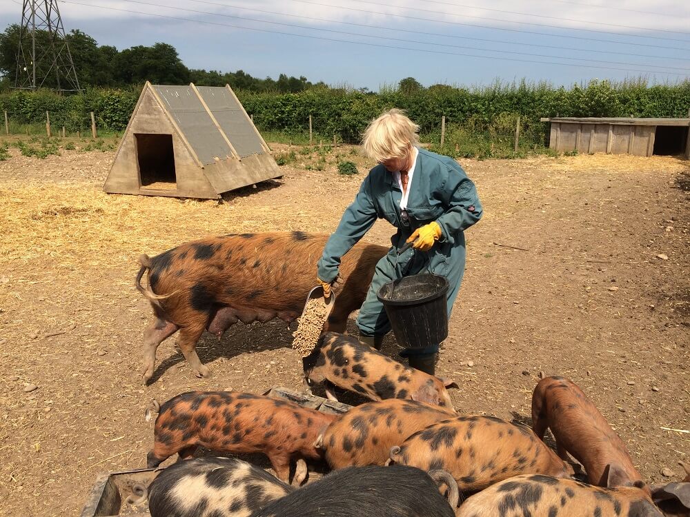 Micklefield Hall farm estate rare breed pigs with Anna Rankin