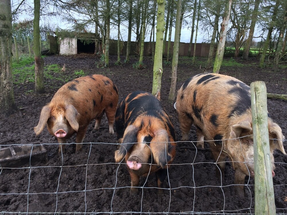 Micklefield Hall farm estate rare breed pigs